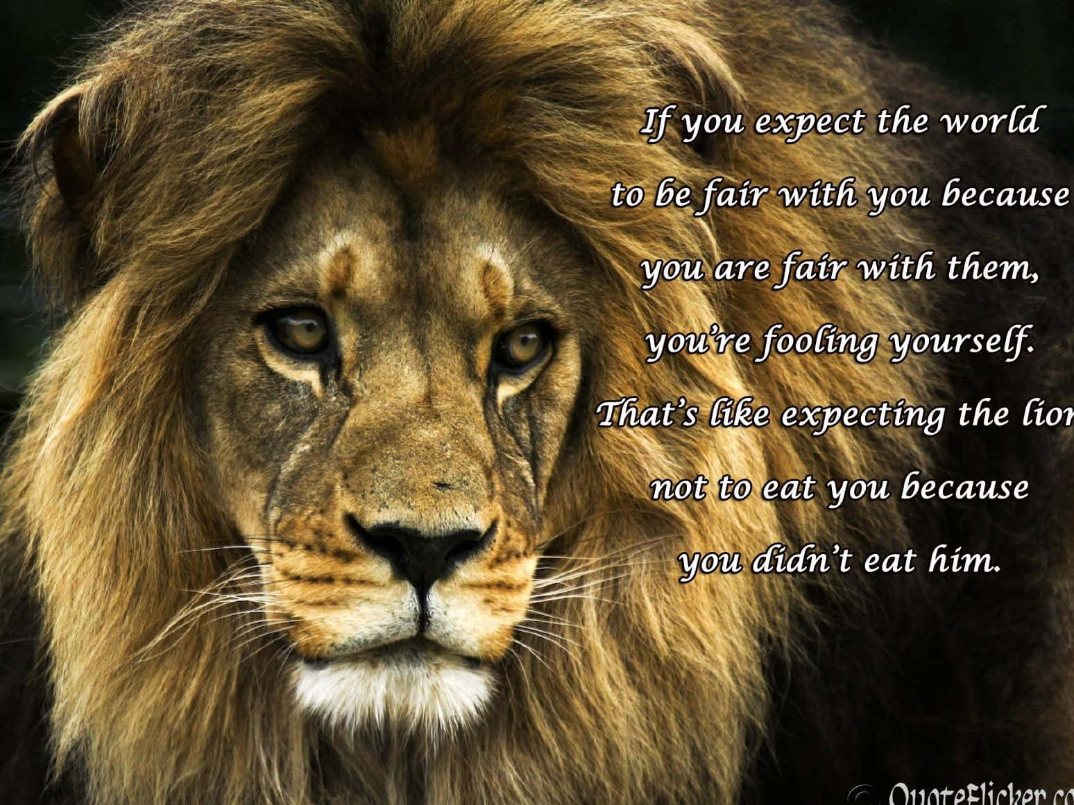 A Lion With A Quote About The World Wallpaper