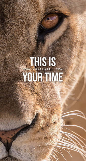 A Lion With The Words This Is Your Time Wallpaper