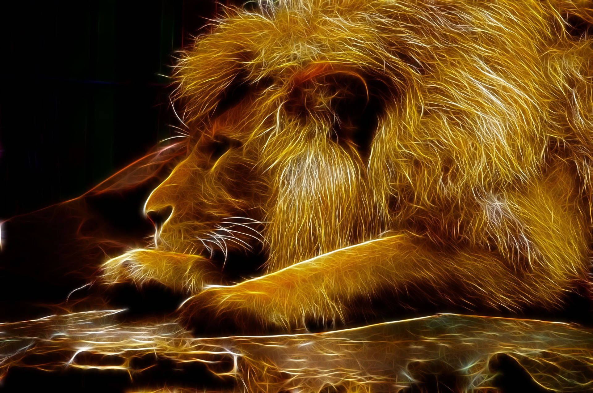 Lion Resting For 3d Lion Background Picture