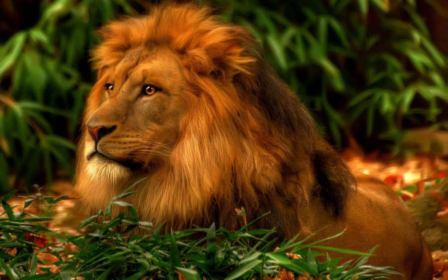 Lion Resting For 3d Lion Desktop Wallpaper