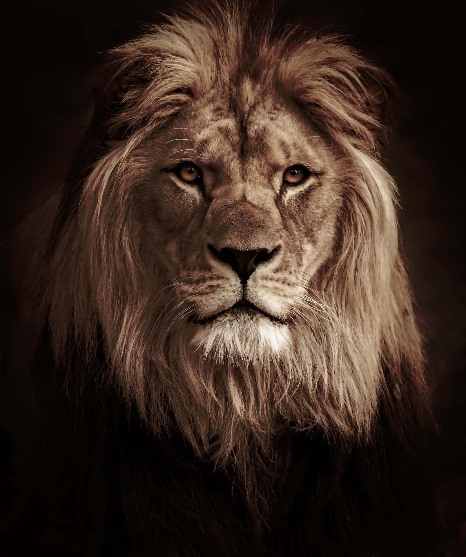 Lion's Head Wallpaper