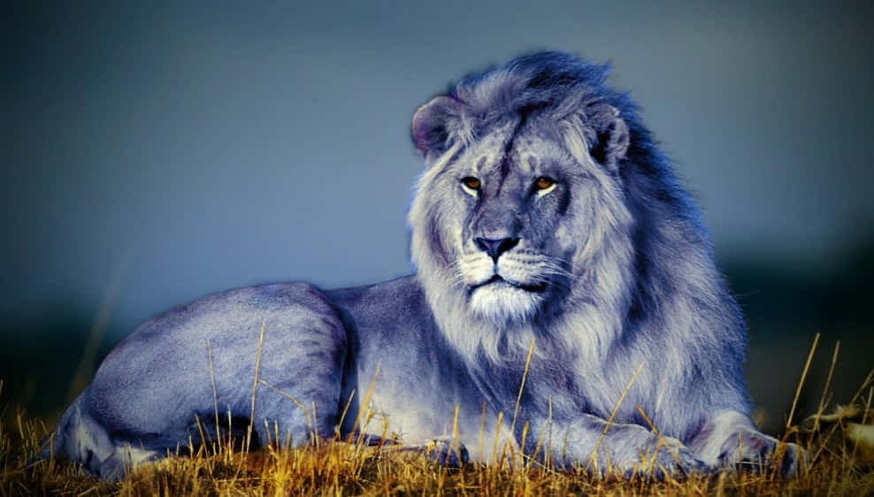 Lion Sits In Catatonic State Wallpaper