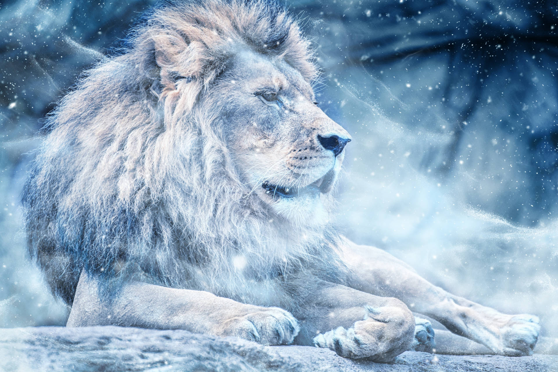 The King of Beasts in His Majestic Winter Domain Wallpaper