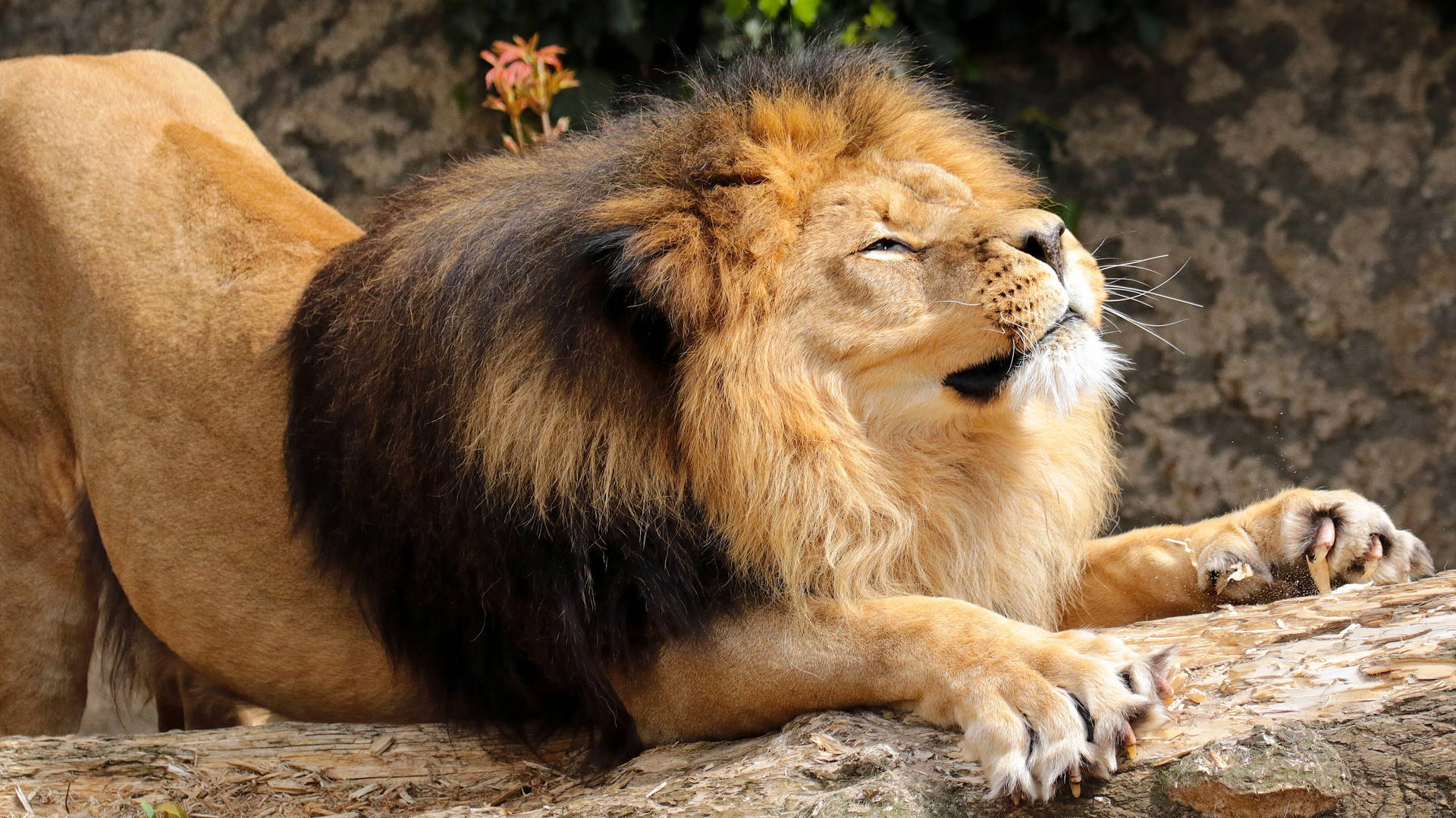 Lion Stretching