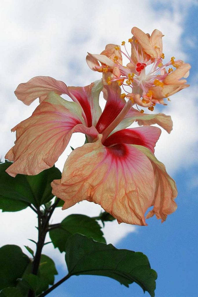 Lion Tail Hibiscus Background
