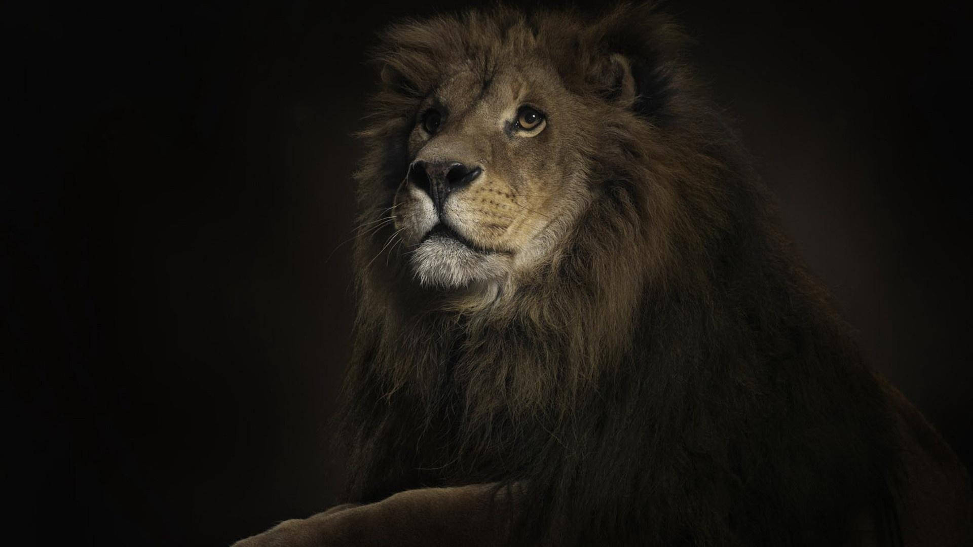 Lion That Leads Jungle Black Background Wallpaper
