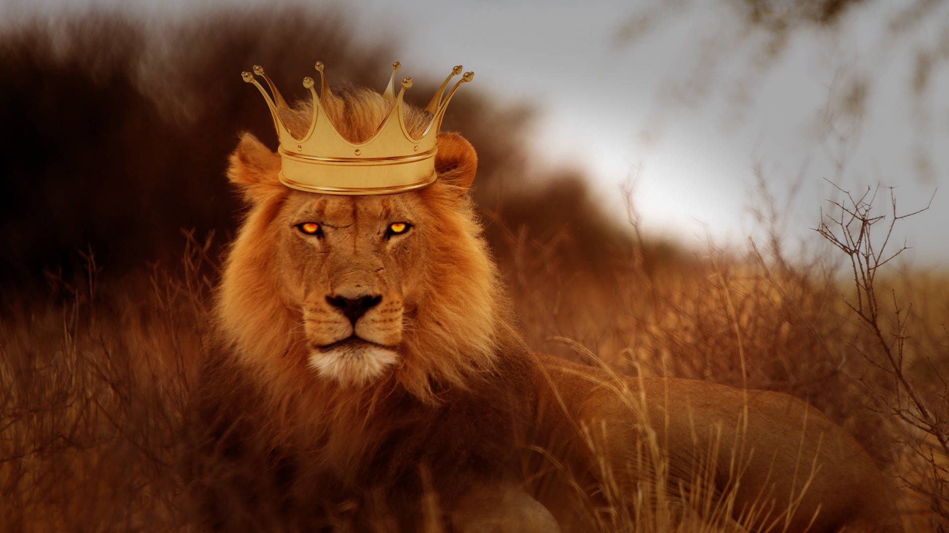 Lion With Crown Rajputana Hd Wallpaper