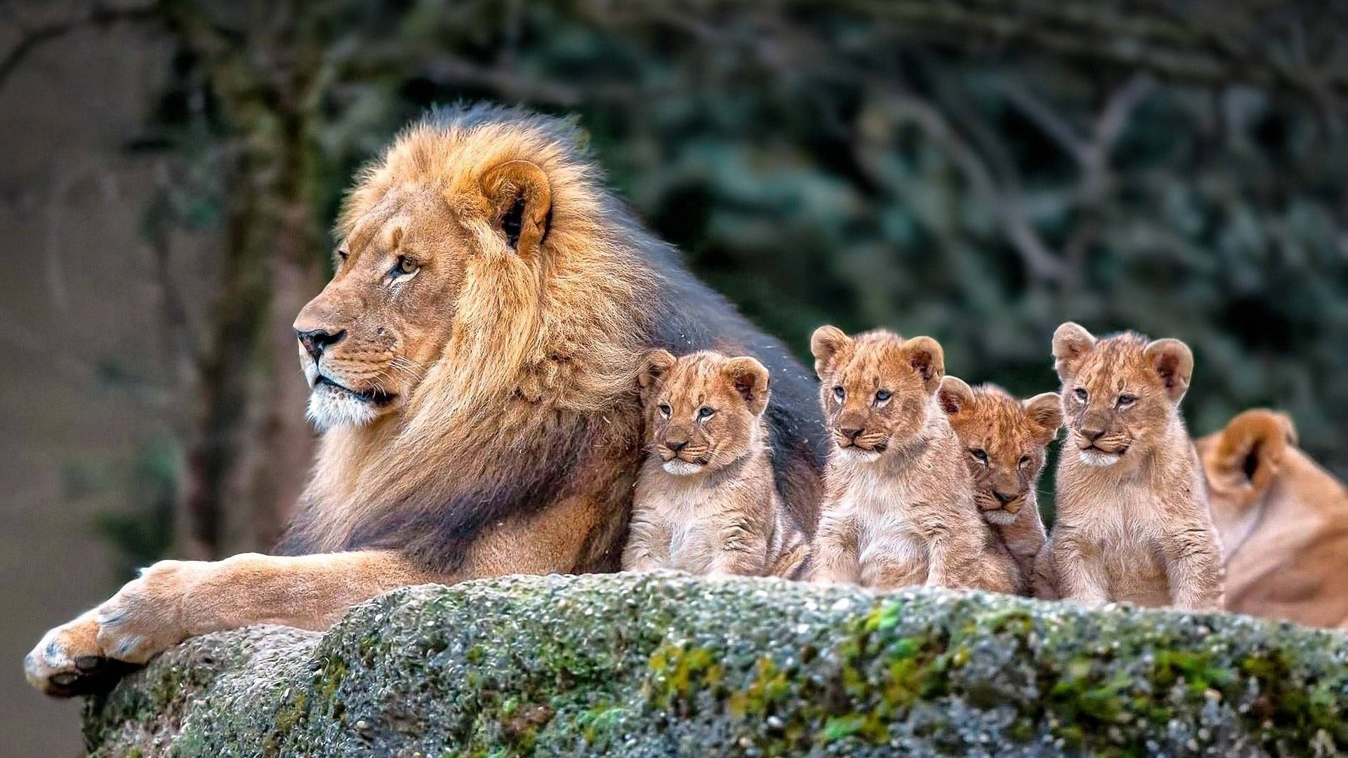 Lion With His Baby Animals Wallpaper
