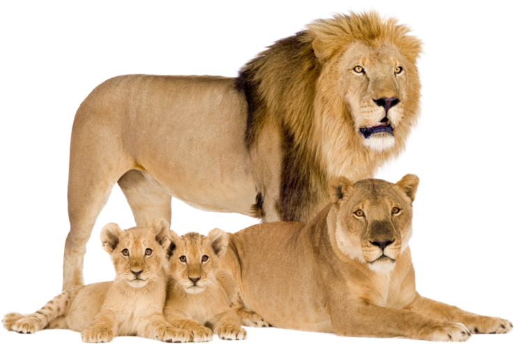 Lion_ Family_ Portrait PNG