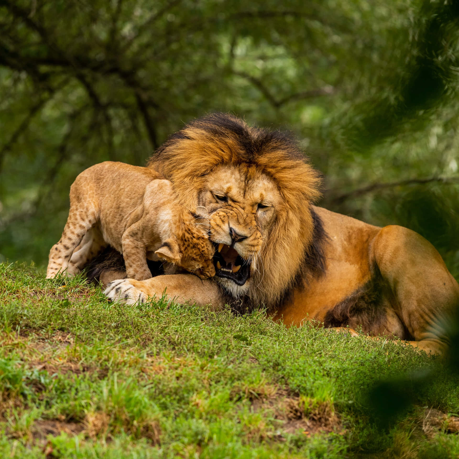 Lionand Cub Affectionate Moment.jpg Wallpaper