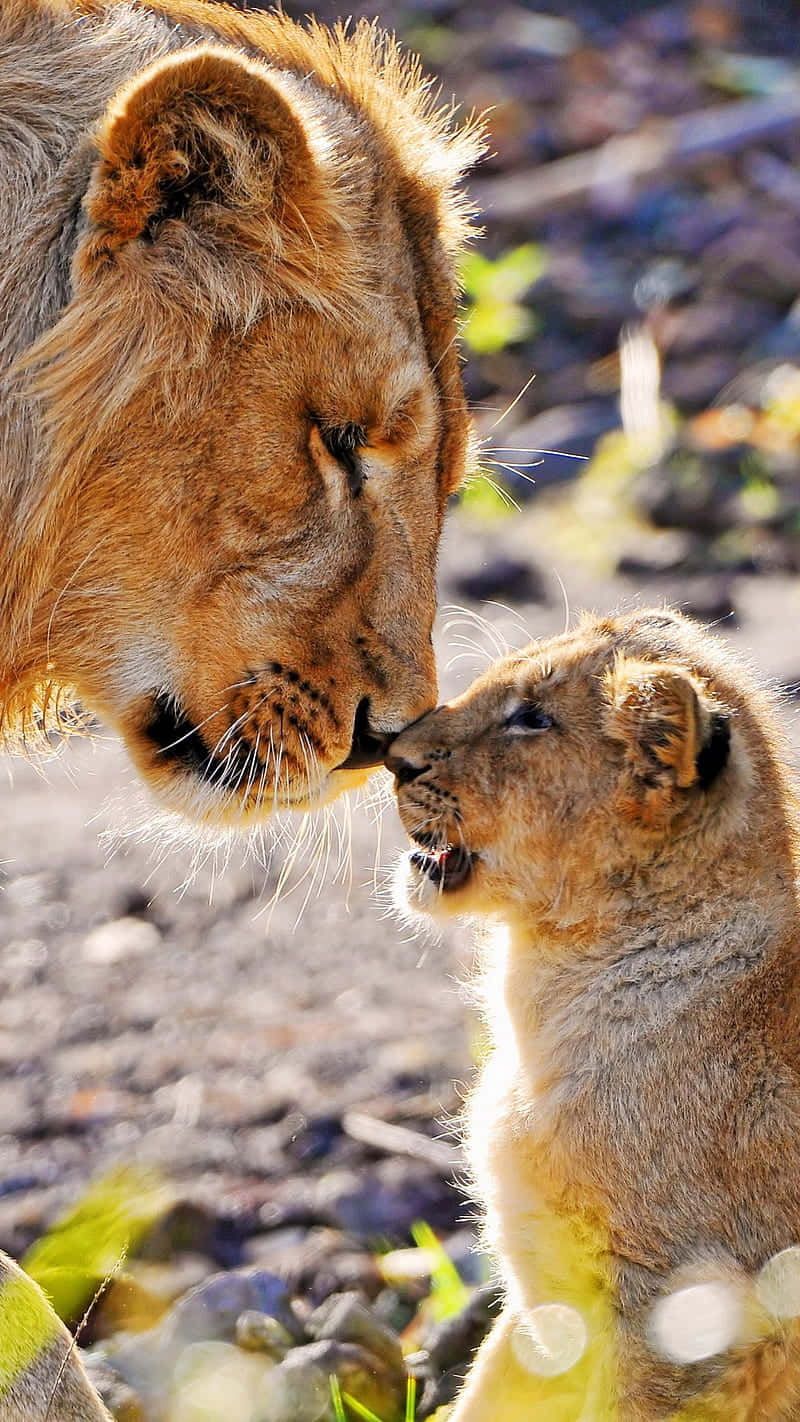 Lionand Cub Tender Moment Wallpaper