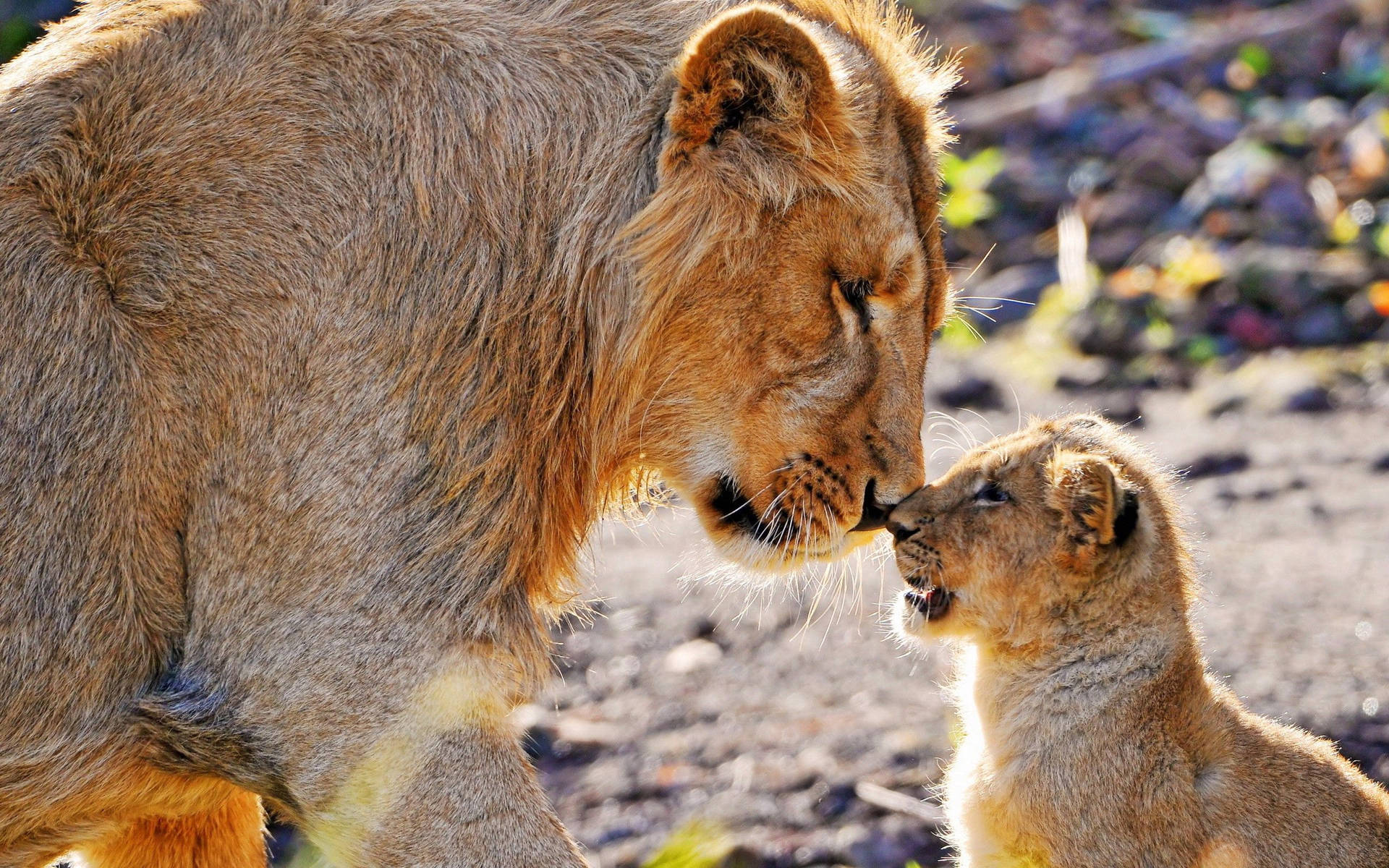 Lioness And Cub Wallpaper