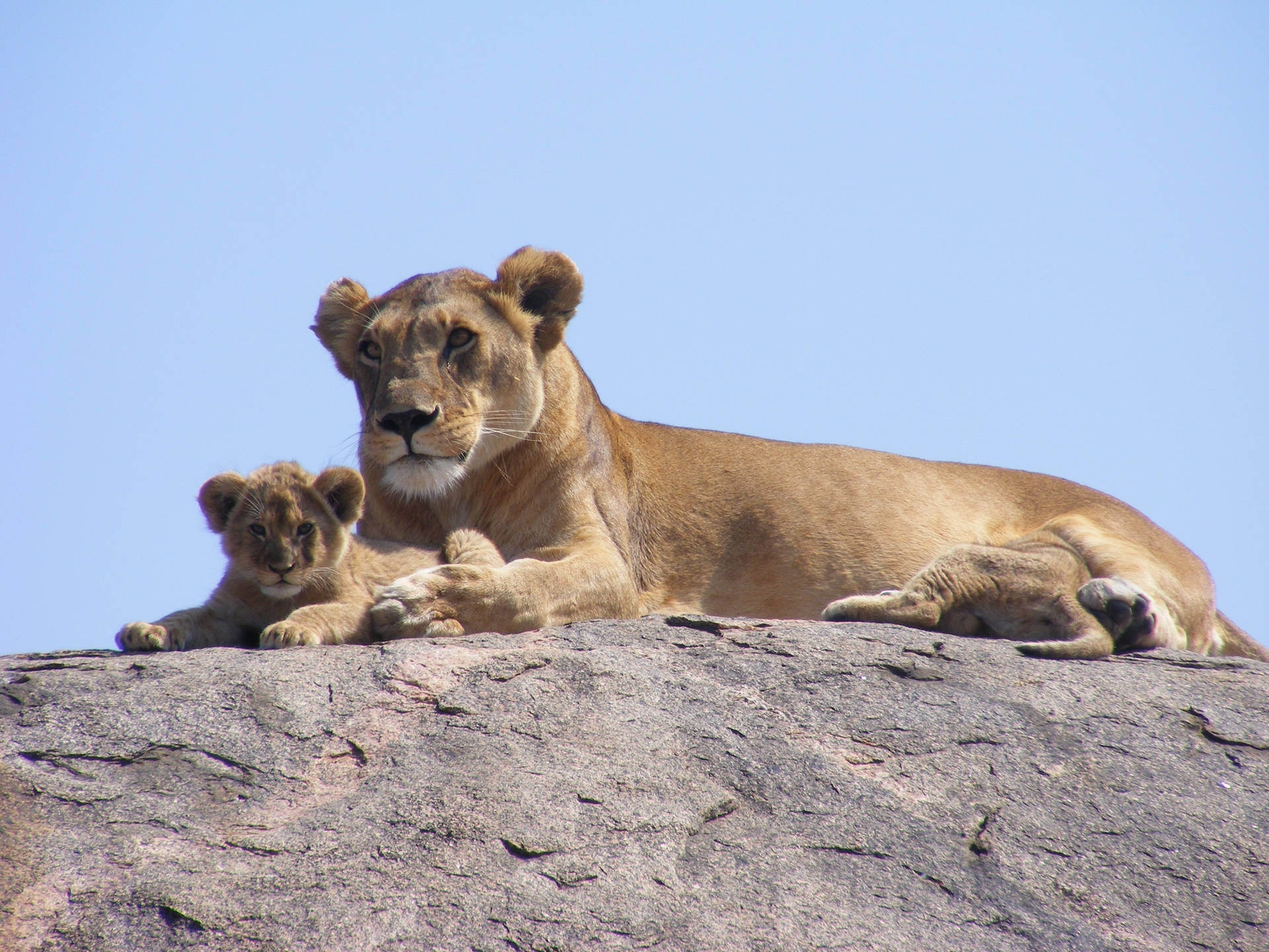 Lioness And Cub Picture