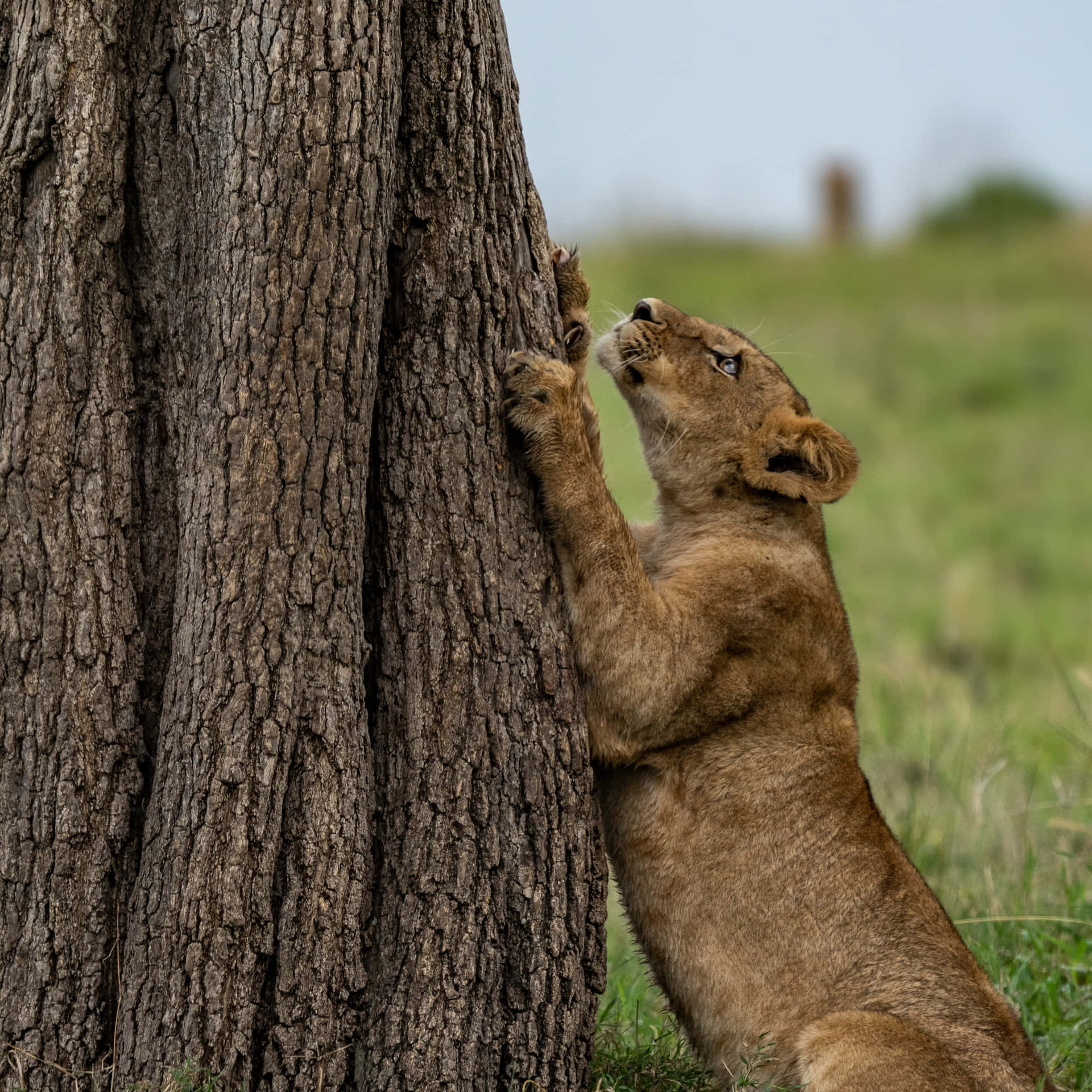 Lioness Climbing A Tree Wallpaper