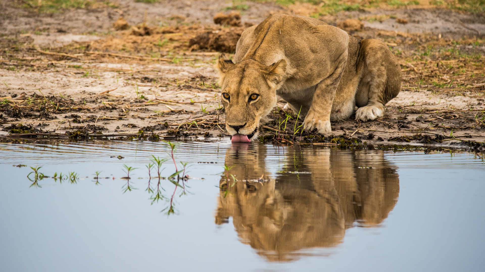 Lioness Drinking In A River Wallpaper