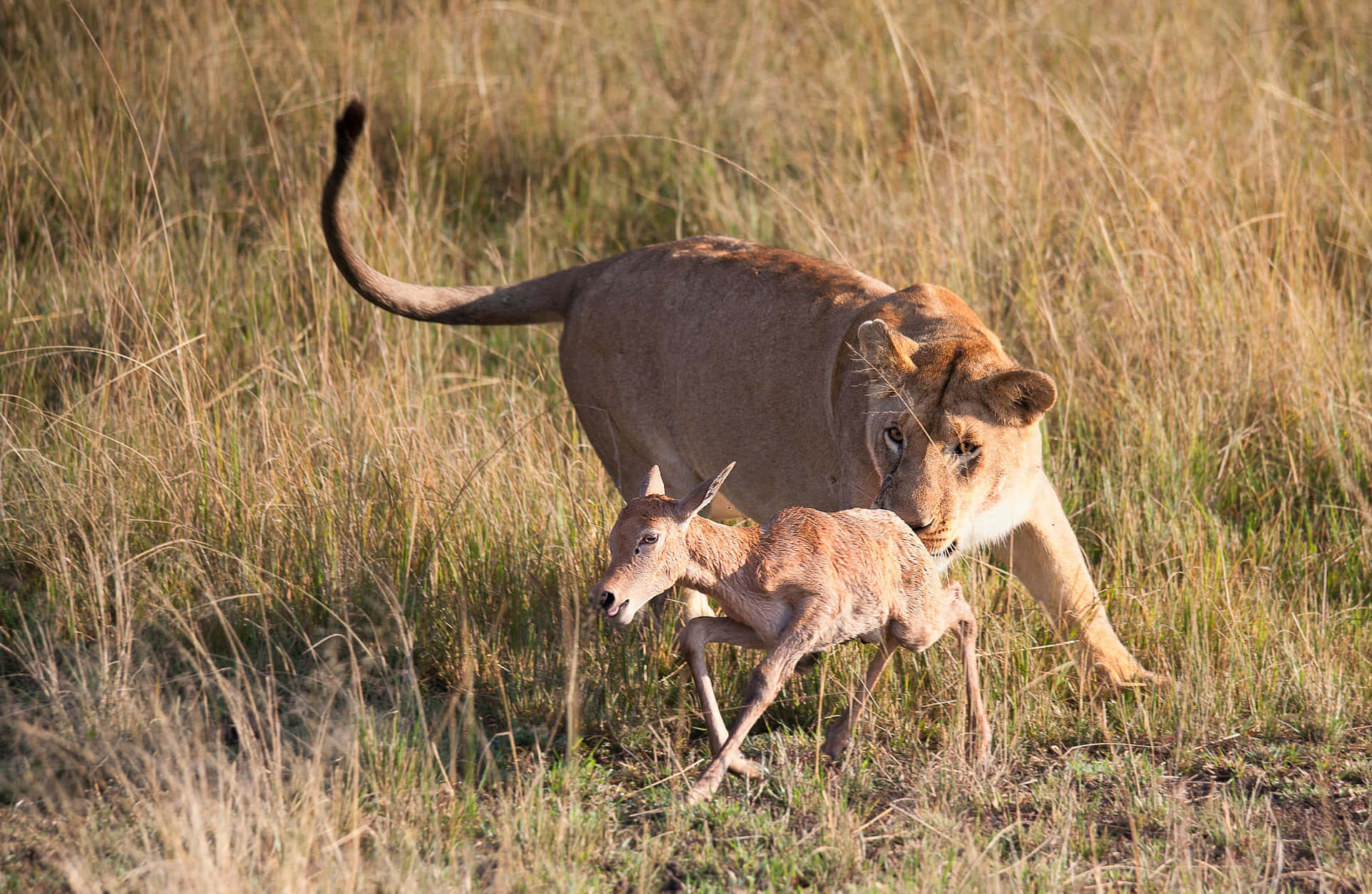 Lioness Hunting Antelope Wallpaper