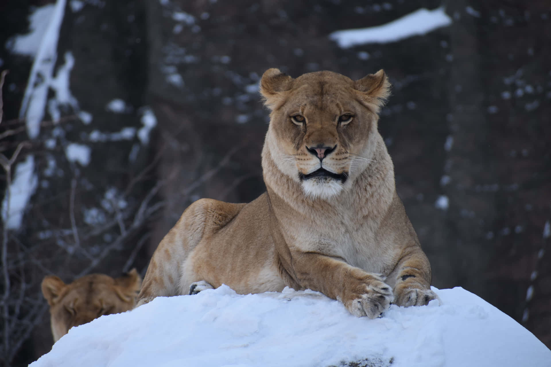 Lioness In A Snowy Land Wallpaper