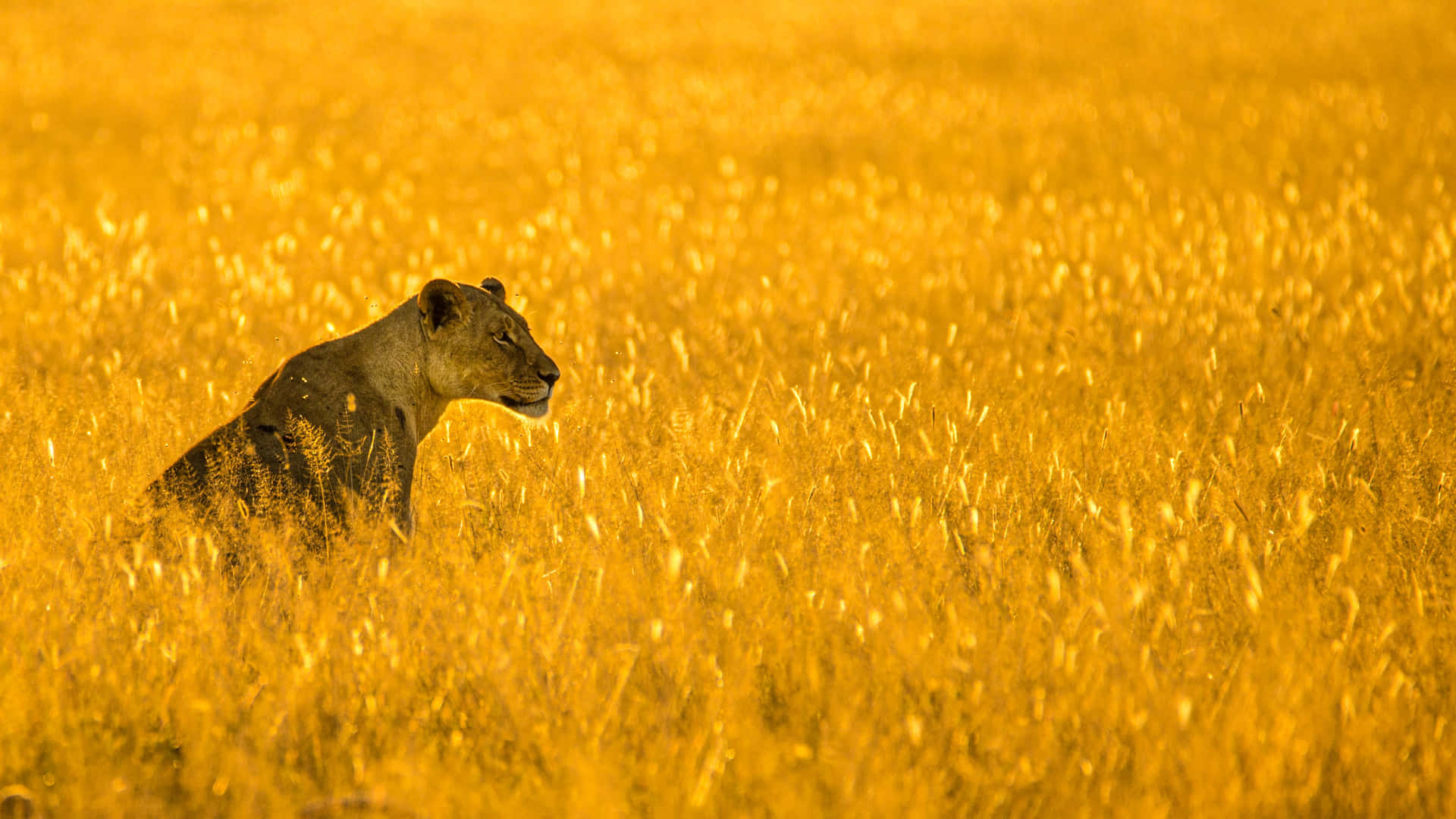 Lioness In A Yellow Grassland Wallpaper