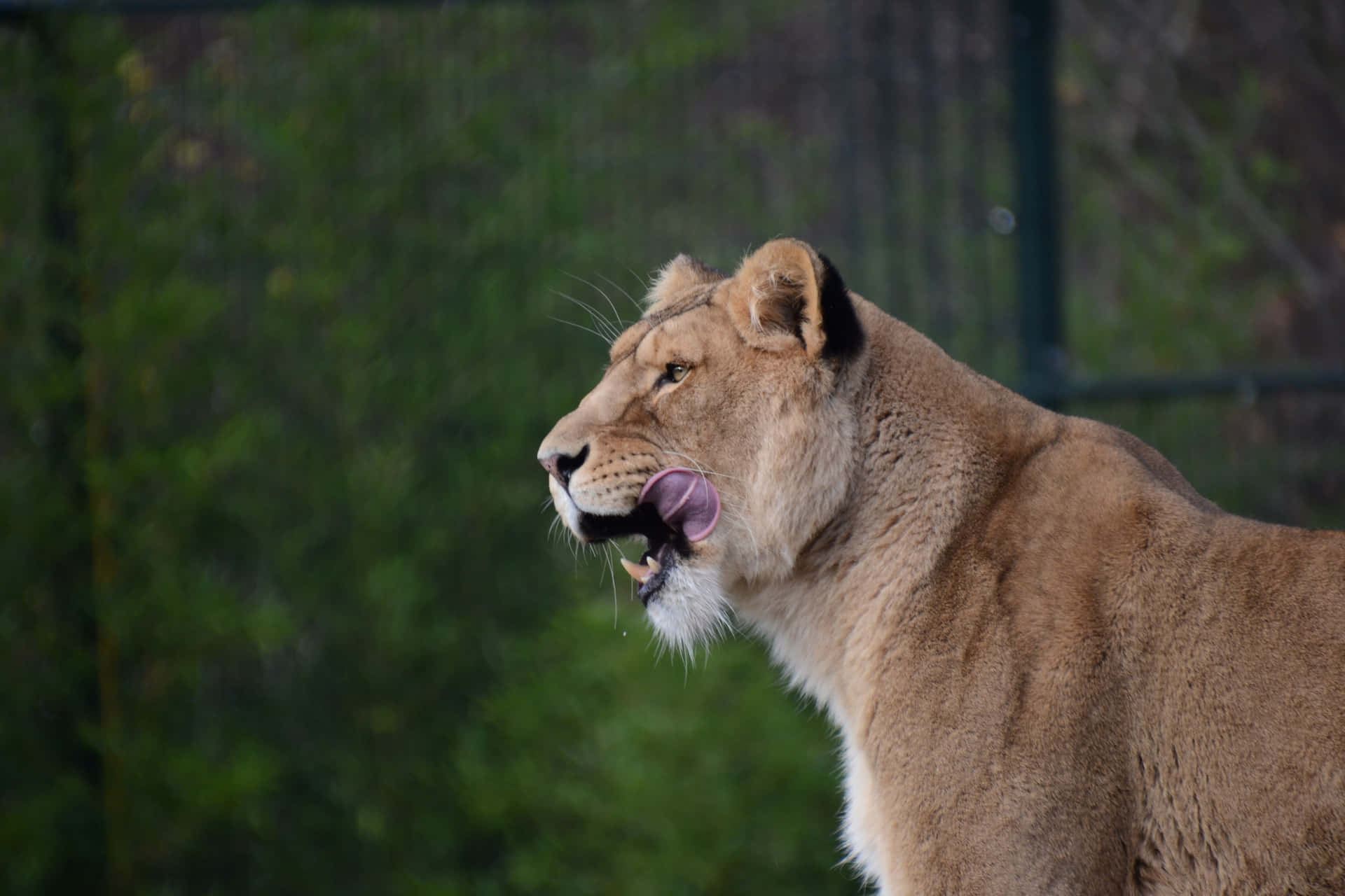 Lioness In A Zoo Cage Wallpaper