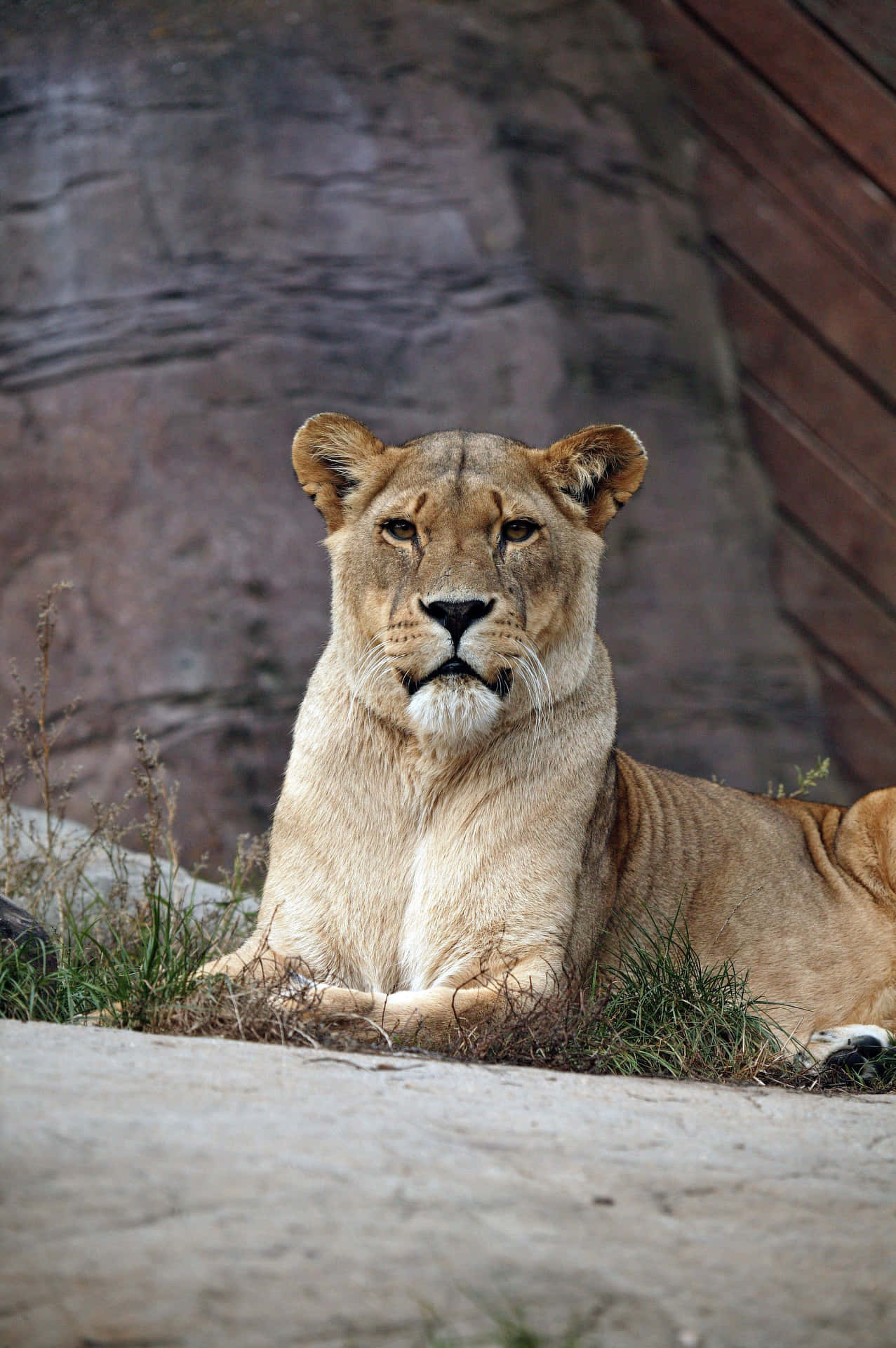 Lioness In A Zoo Wallpaper