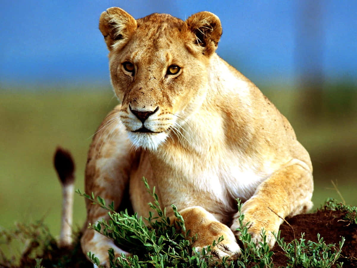 Lioness In A Zoo Background