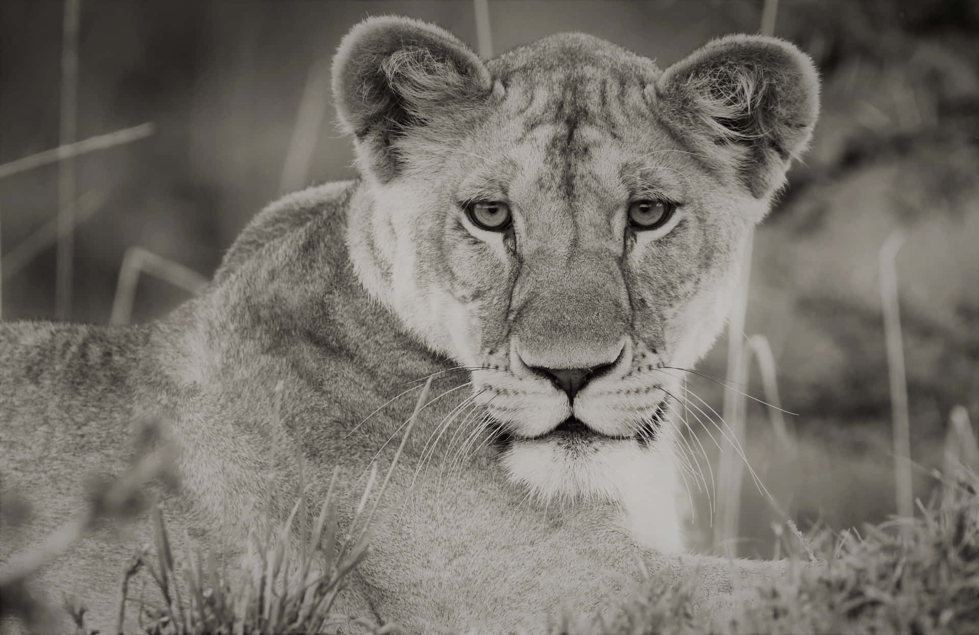 Lioness In Black And White Wallpaper