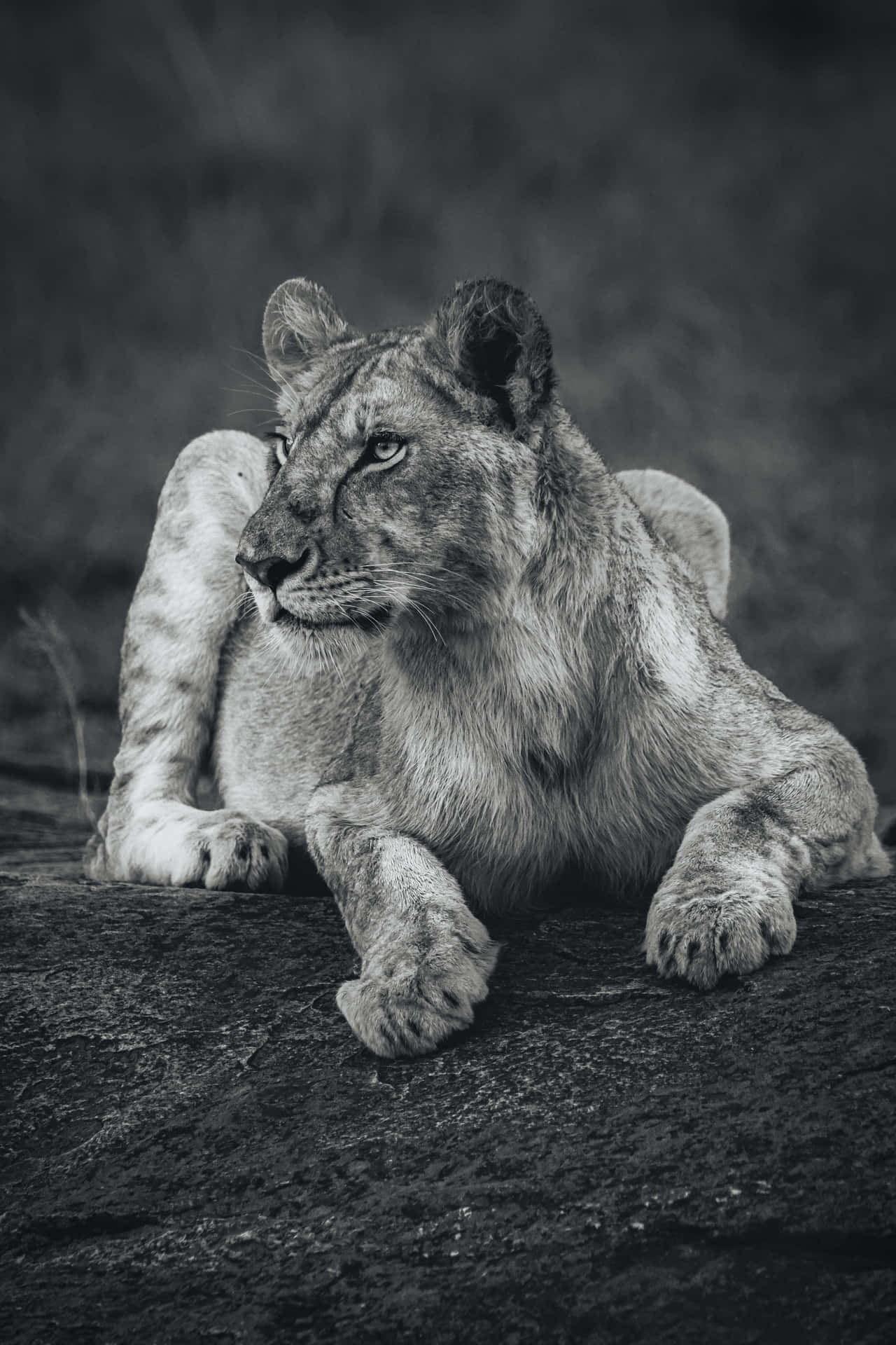 Lioness In Grayscale Wallpaper