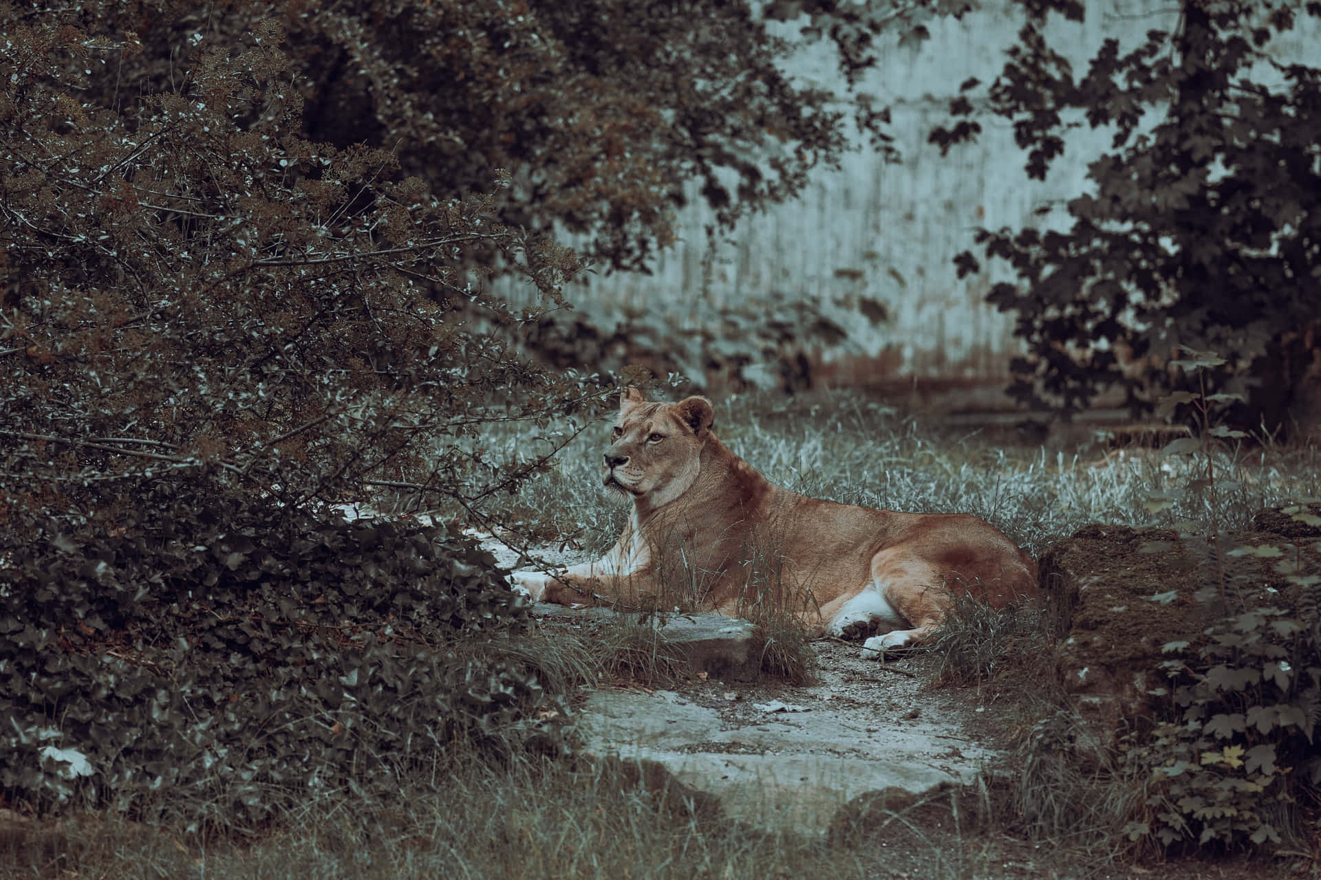 Lioness In Her Habitat Wallpaper