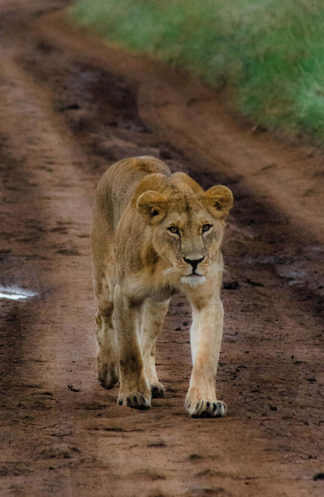 Lioness On A Muddy Road Wallpaper