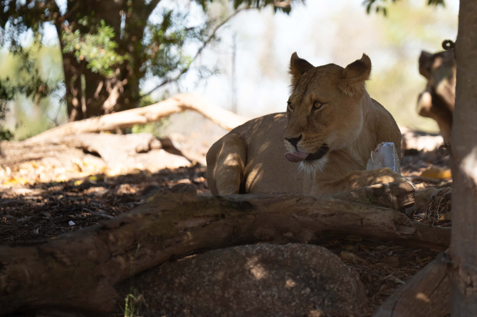 Lioness Resting Melbourne Zoo Wallpaper