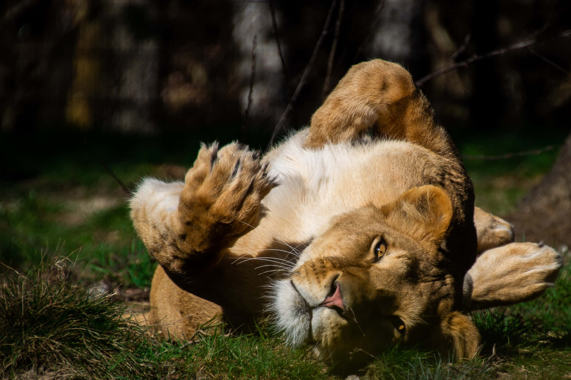 Lioness Rolling Over Wallpaper