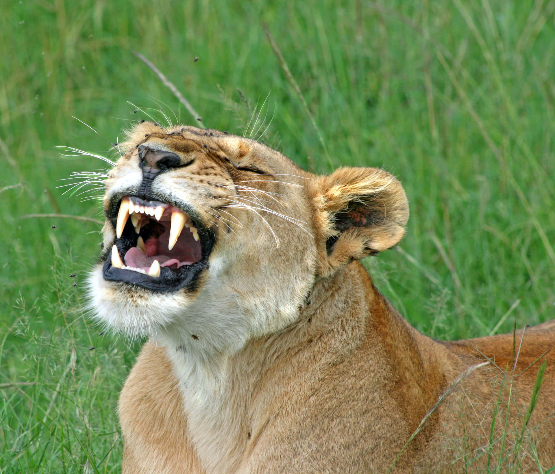 Lioness Sharp Canine Teeth Wallpaper