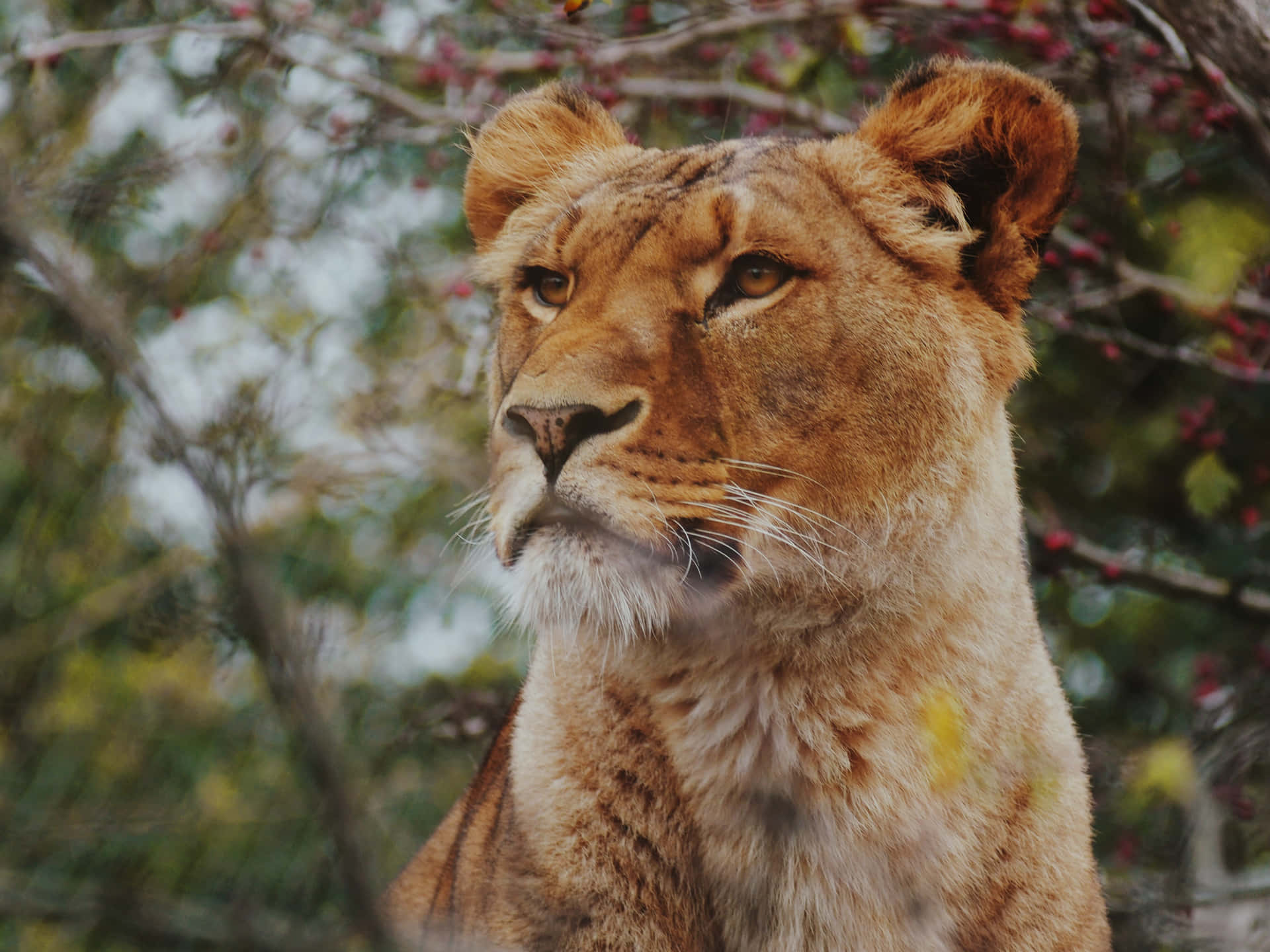 Lioness Up Close Wallpaper