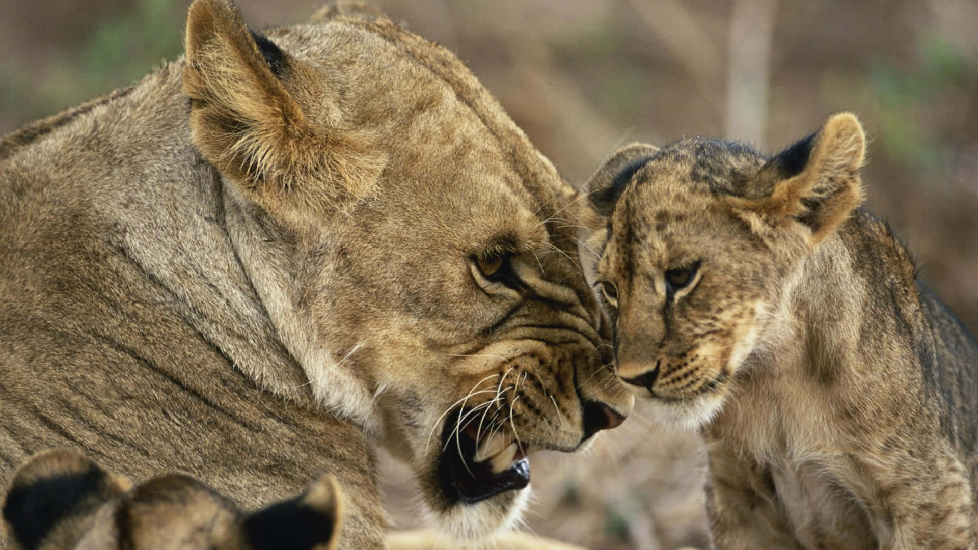 Lionessand Cub Tender Moment Wallpaper