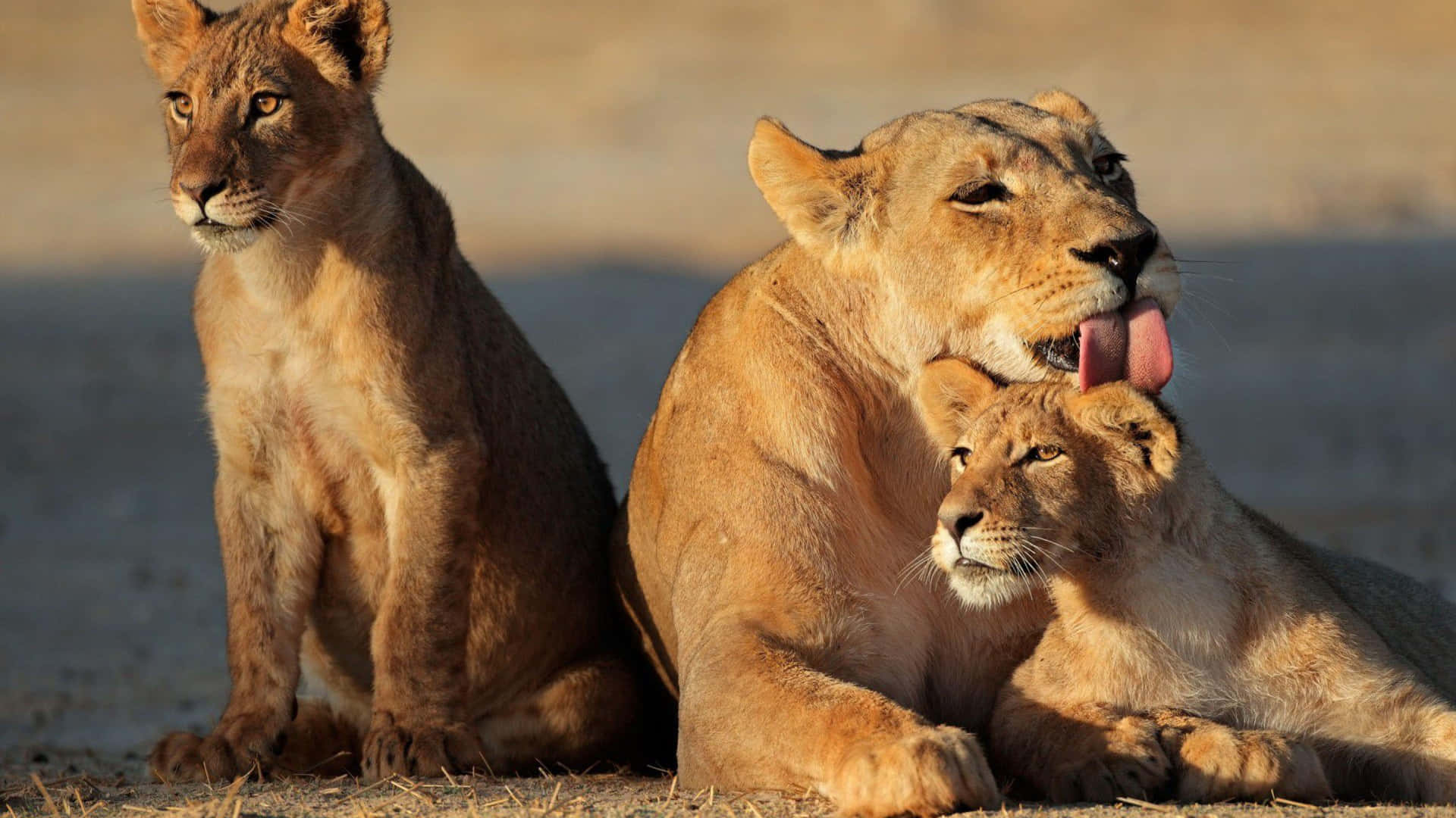 Lionessand Cubs Affectionate Moment Wallpaper