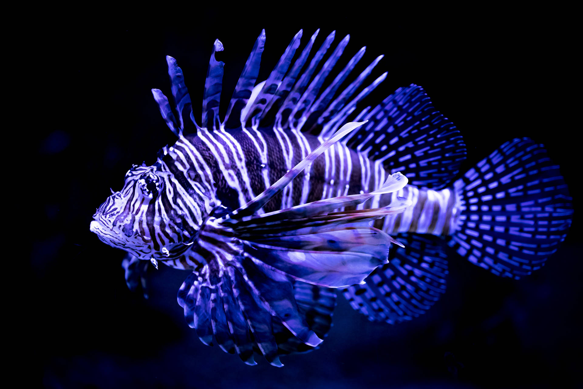 Lionfish 4K Ultra HD Fish Wallpaper