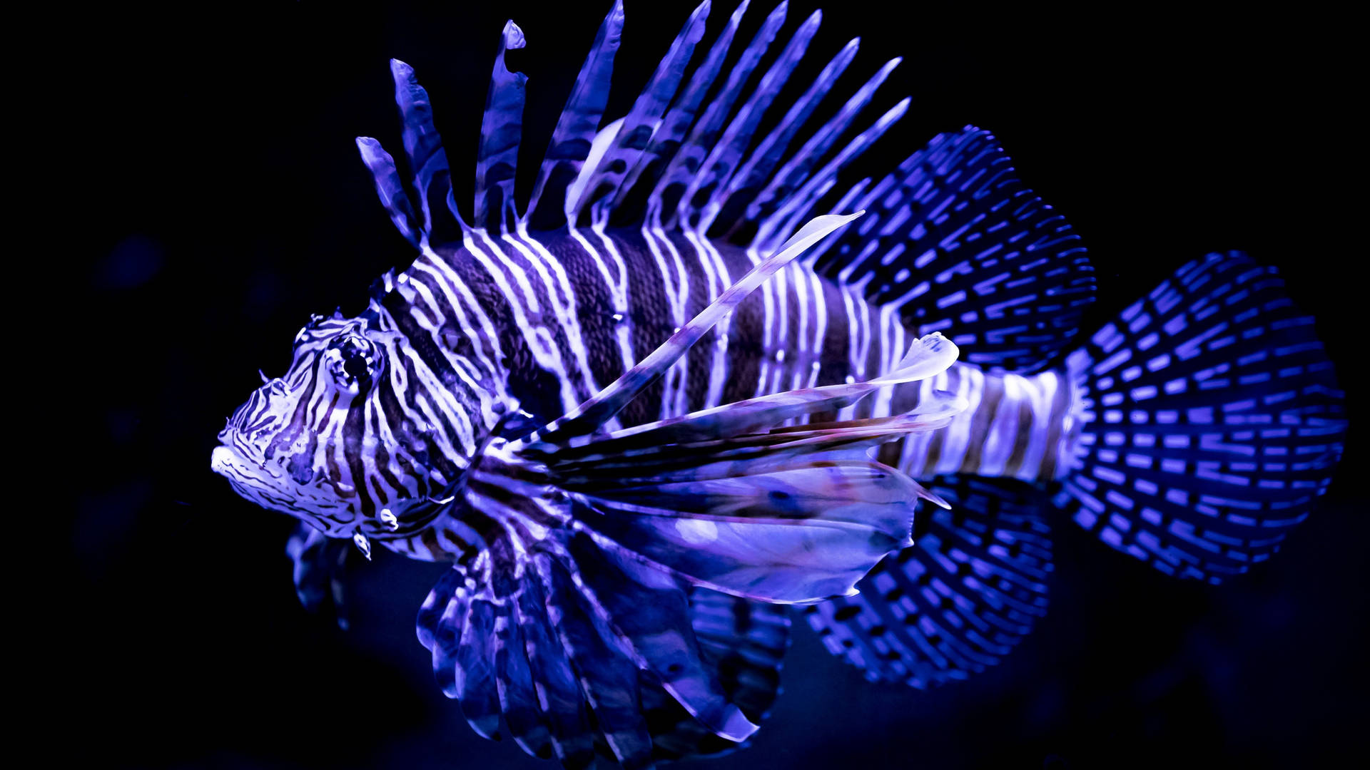 Lionfish Is A Beautiful Fish