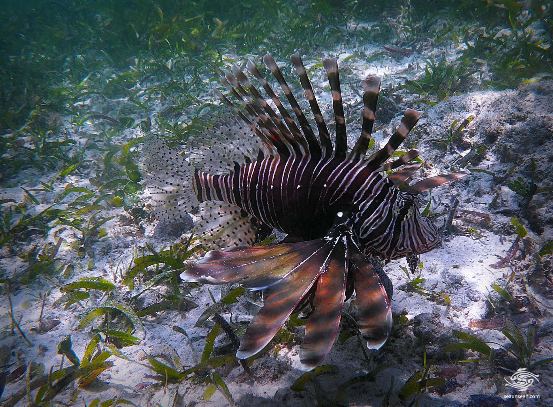 Poisson-lion Rôdant Dans Le Récif Corallien Fond d'écran