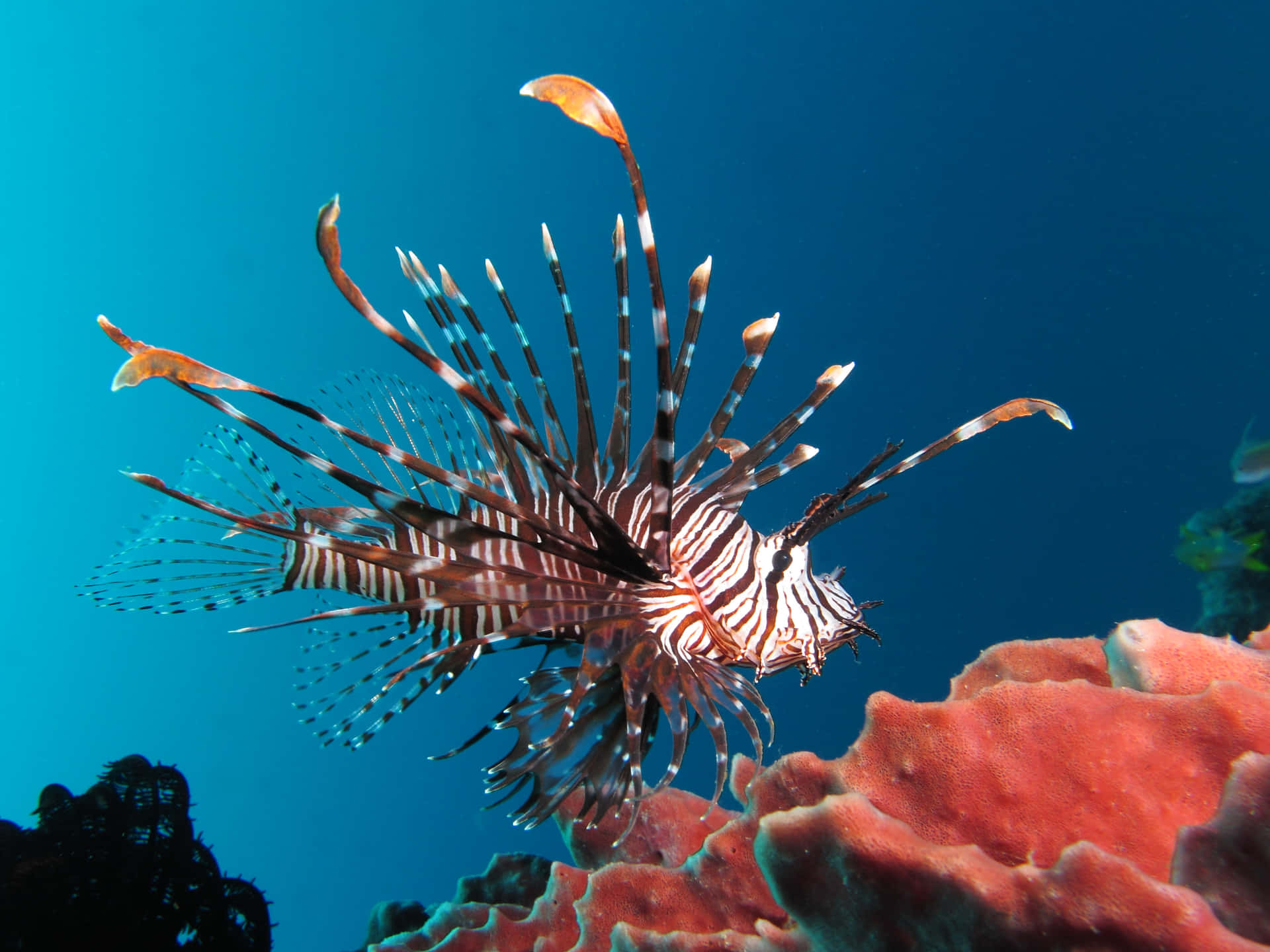 Lionfish Swimming Above Coral Reef Wallpaper