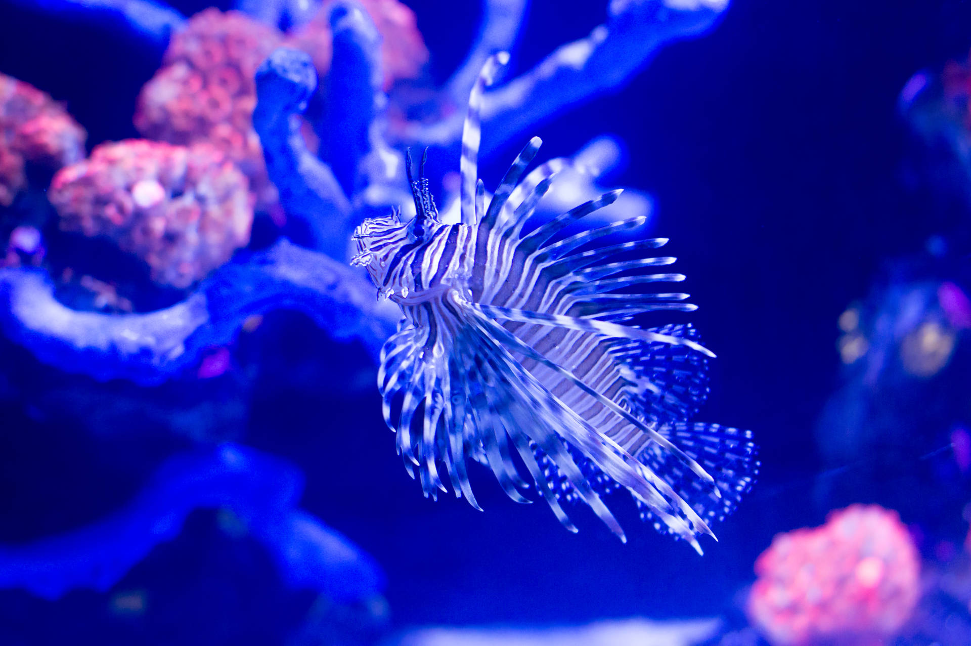 Lionfish Underwater Awesome Animal Wallpaper
