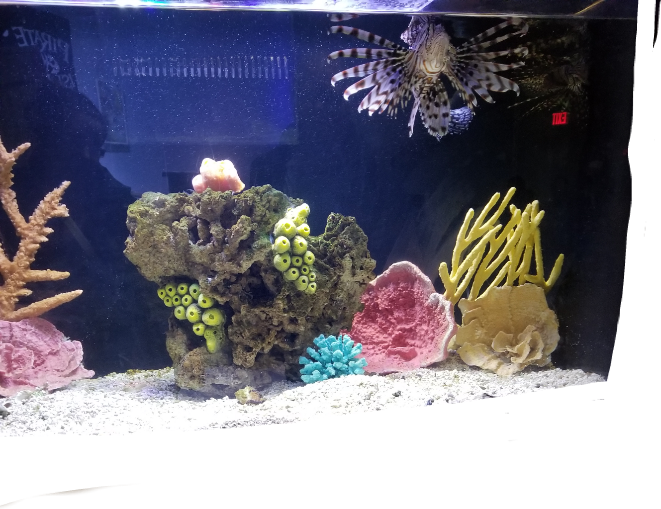 Lionfishin Aquarium Habitat PNG