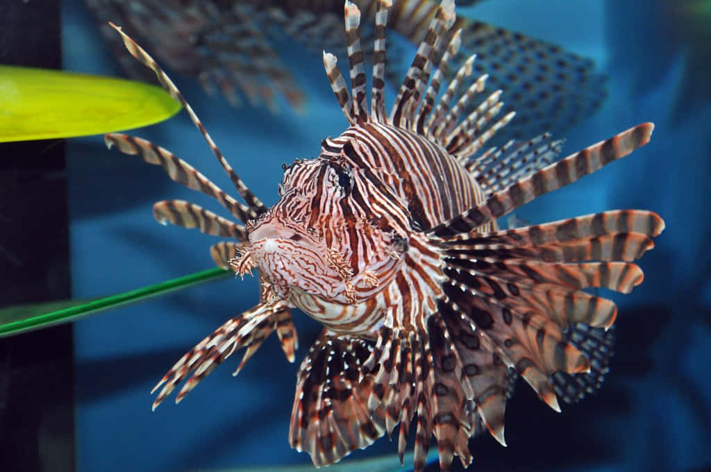 Lionfishin Aquatic Display.jpg Wallpaper