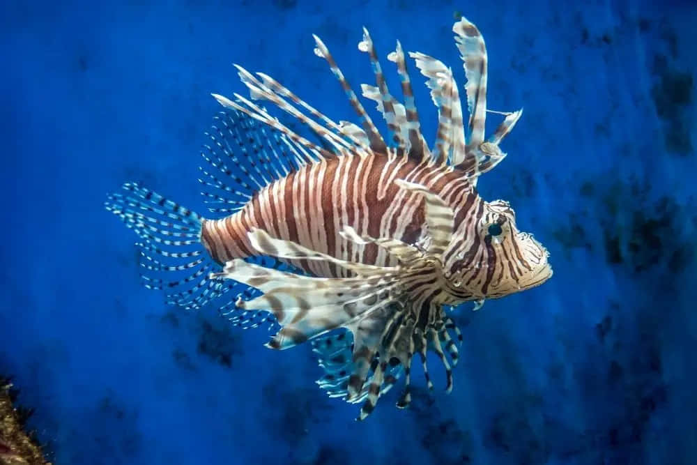 Poisson Lion Dans Les Eaux Bleues Fond d'écran