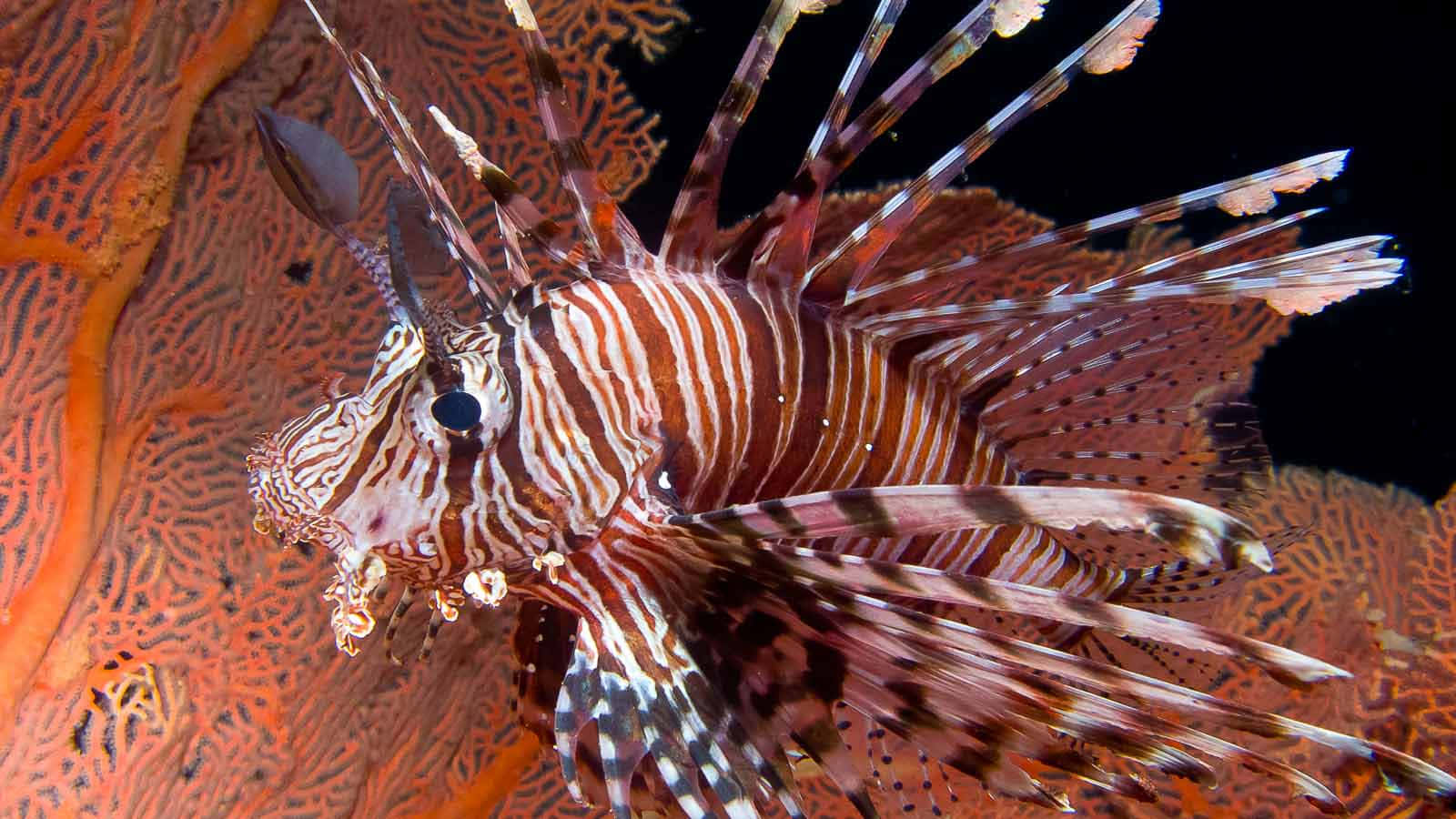 Poisson Lion Dans Un Récif De Corail Fond d'écran