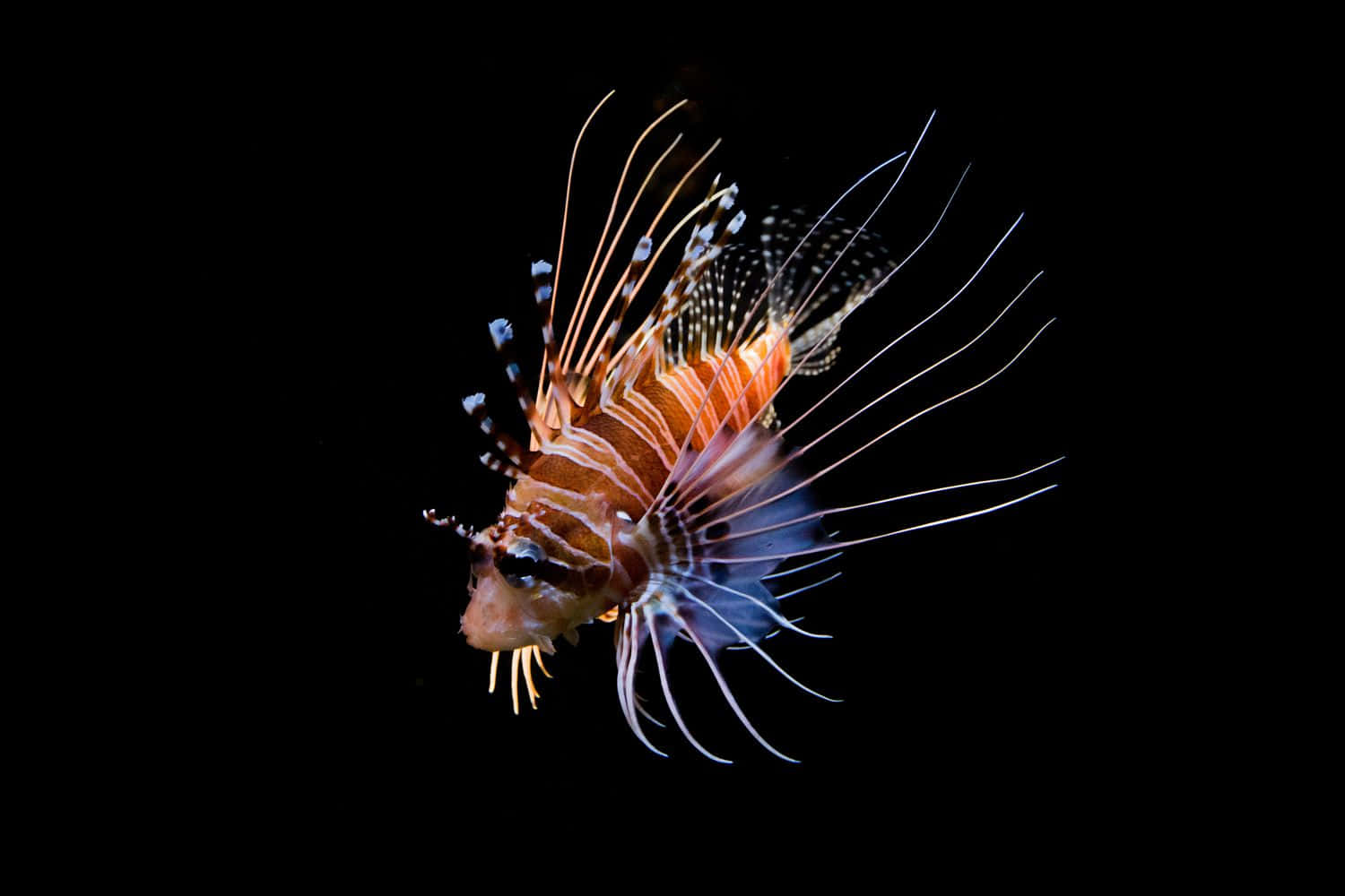 Ikan Lionfish Dalam Kegelapan Wallpaper