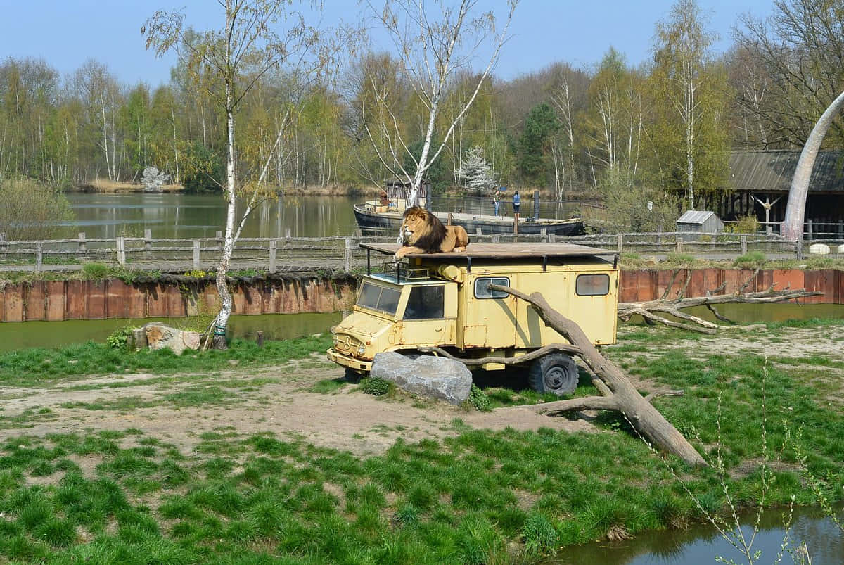 Lionon Safari Vehicle Tilburg Zoo Wallpaper