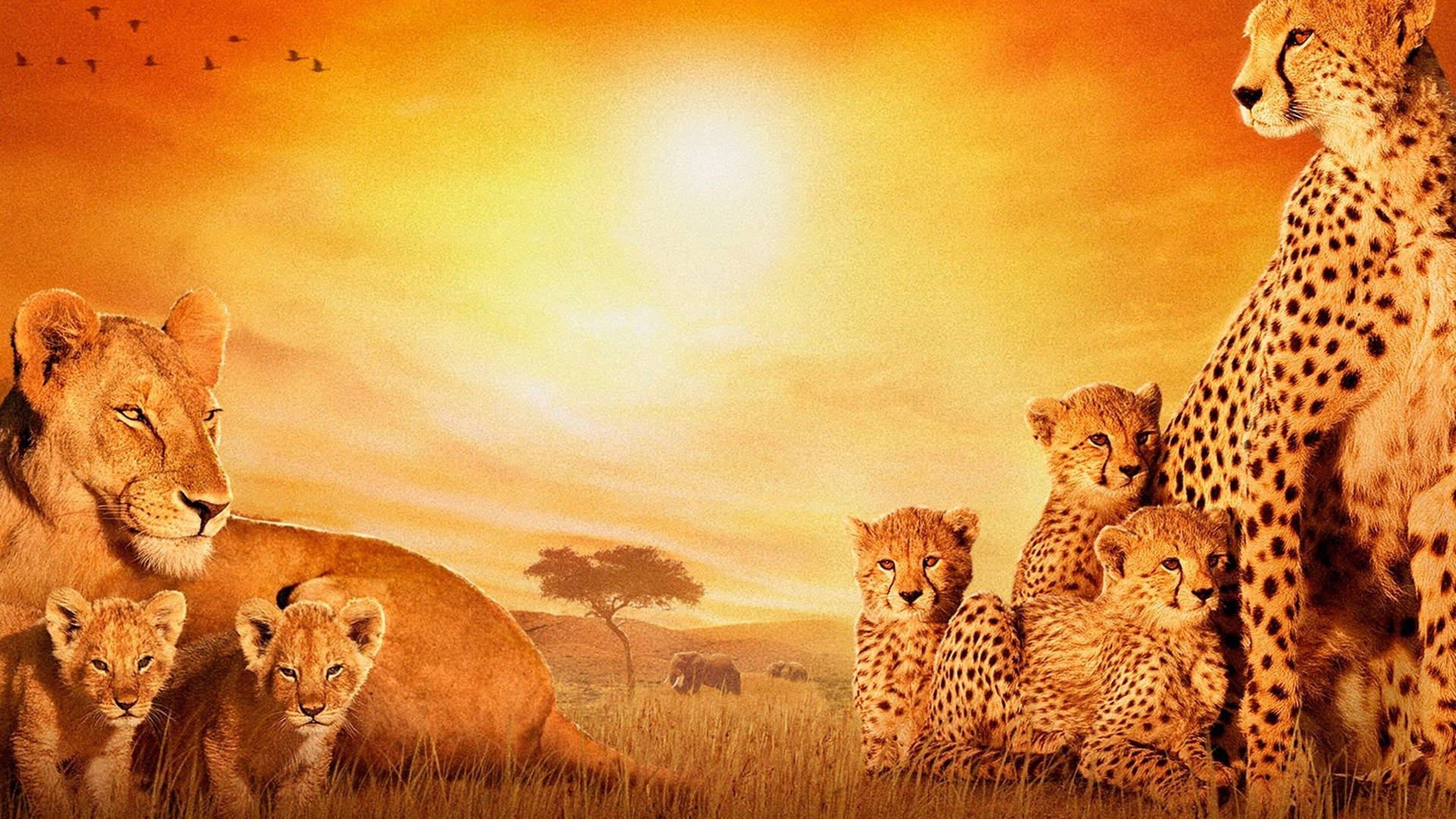 Lions And Cheetahs In Africa Background