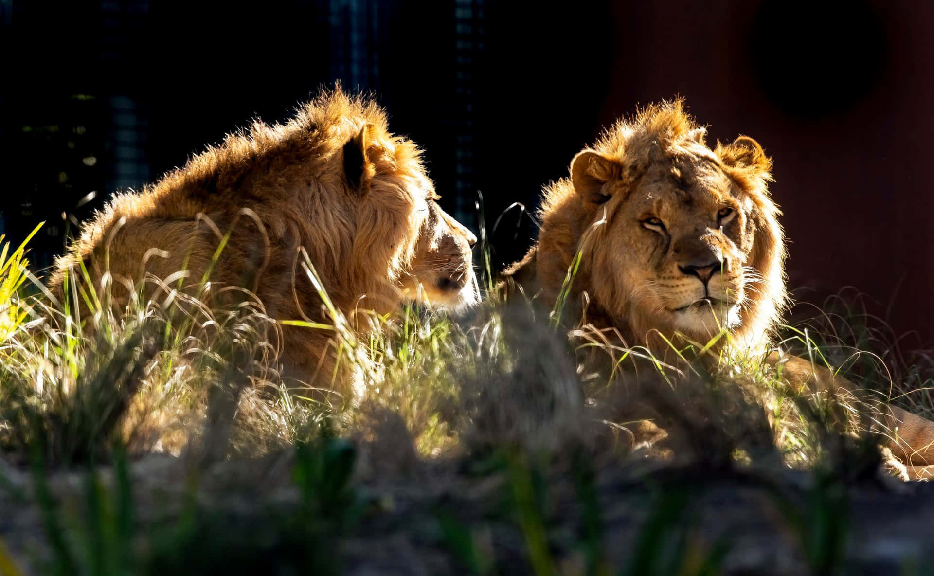 Lions_ Basking_in_ Sunlight_ Taronga_ Zoo Wallpaper