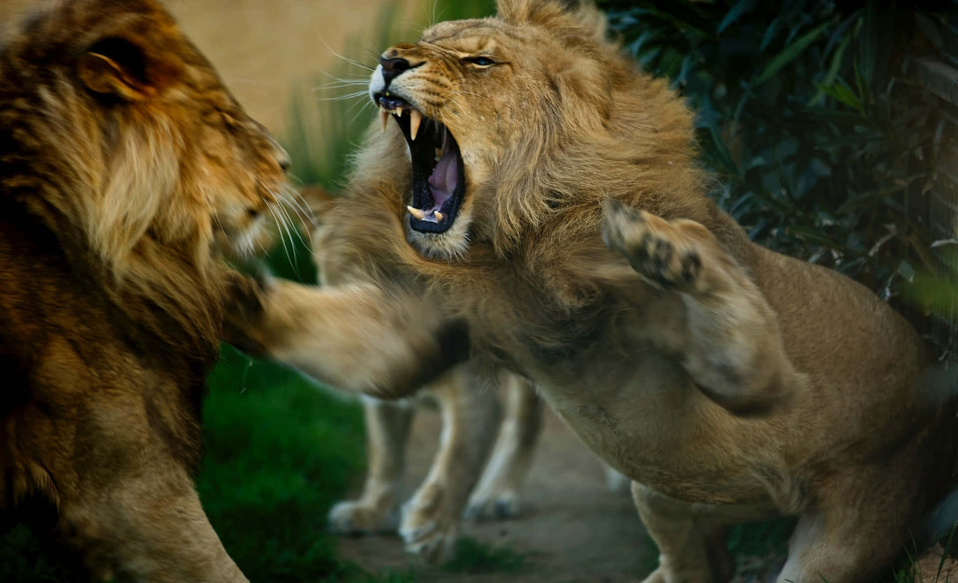 Lions_ Confrontation Wallpaper
