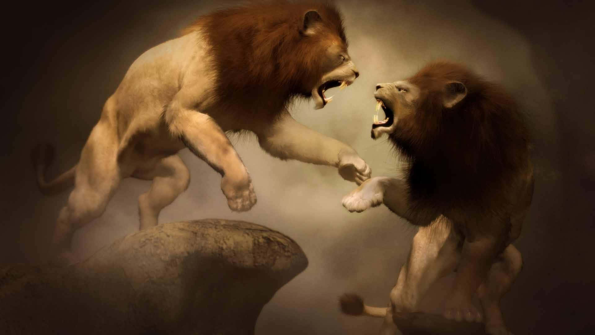 Lions_in_ Combat.jpg Wallpaper